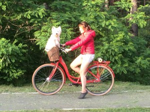 15423710_1273006996105585_653264035_n